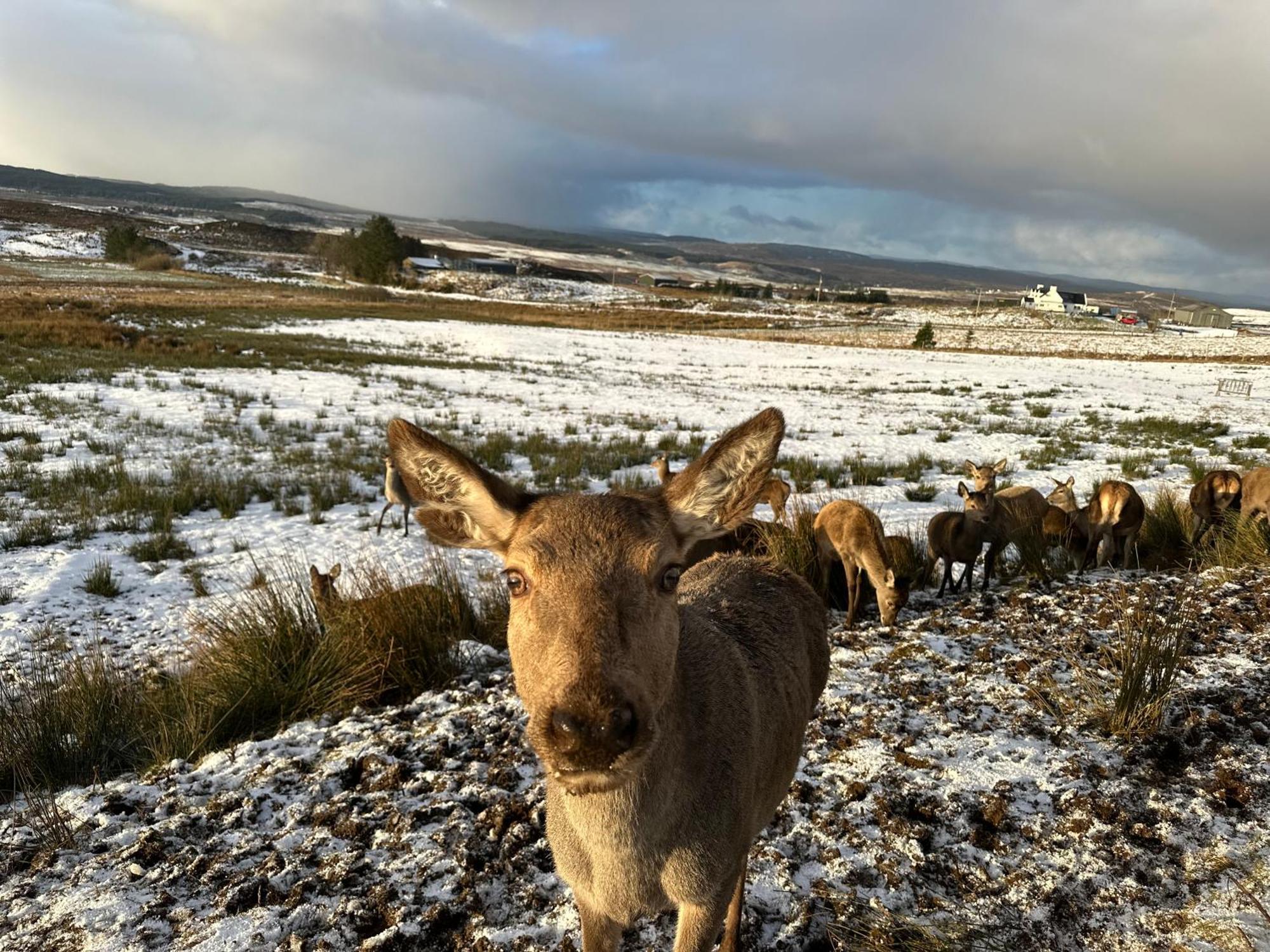 Antlers Rest * Borve (Skye)