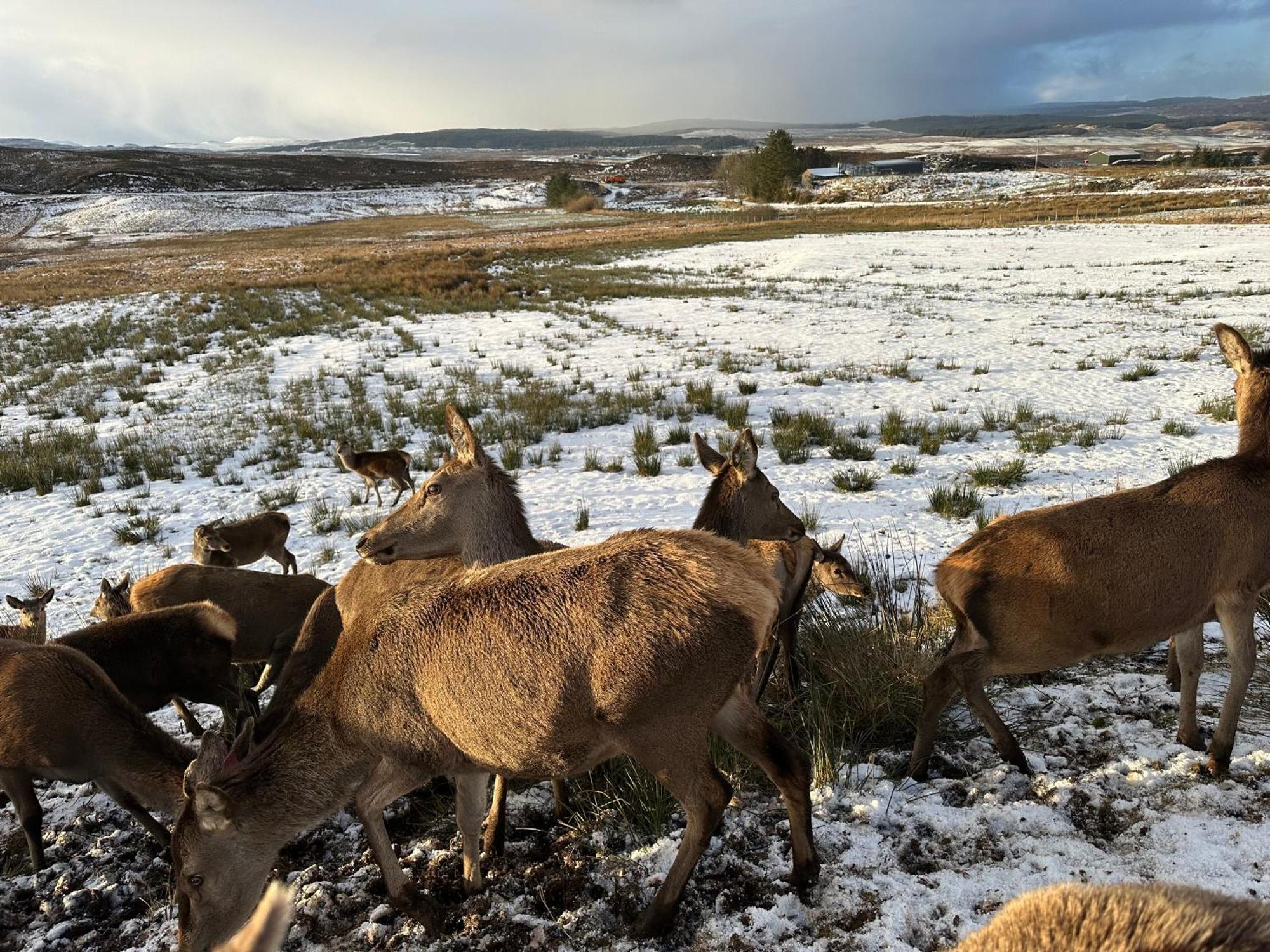 Antlers Rest Borve (Skye)